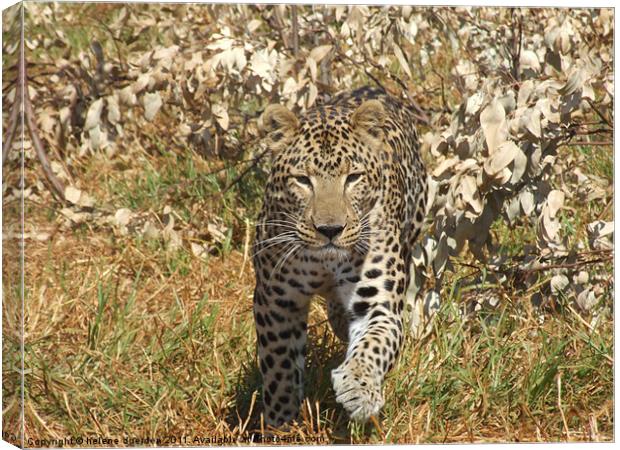 Leopard in Africa Canvas Print by helene duerden
