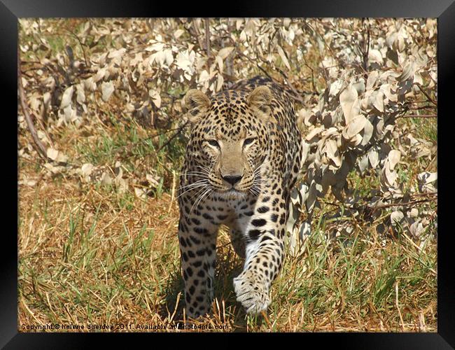 Leopard in Africa Framed Print by helene duerden