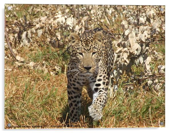 Leopard in Africa Acrylic by helene duerden