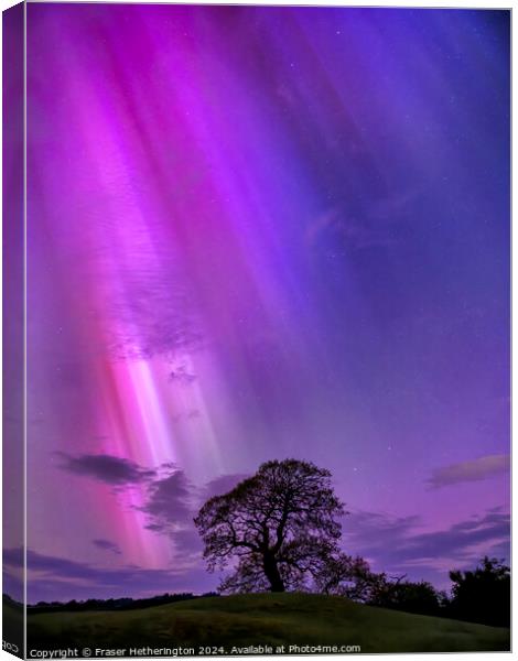 The Aurora Tree Canvas Print by Fraser Hetherington
