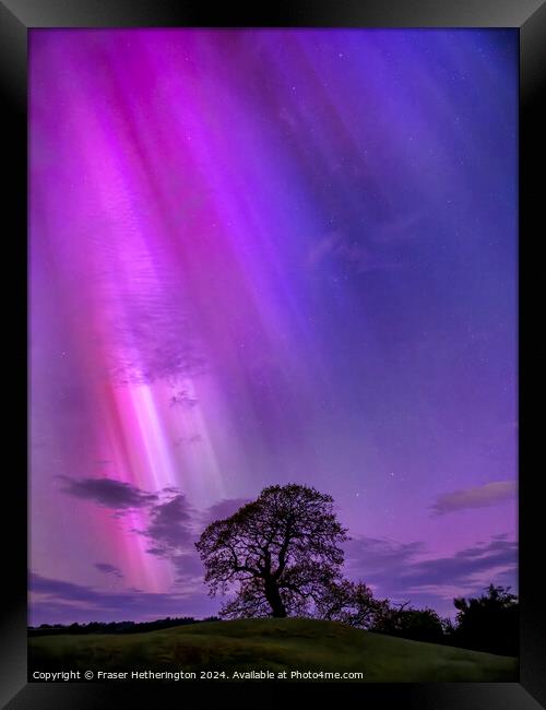 The Aurora Tree Framed Print by Fraser Hetherington