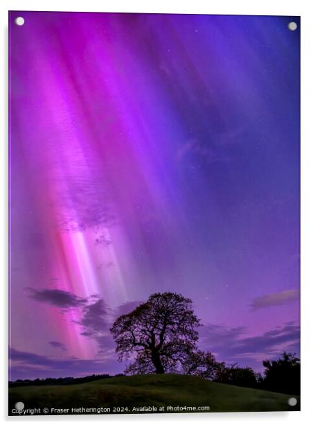 The Aurora Tree Acrylic by Fraser Hetherington