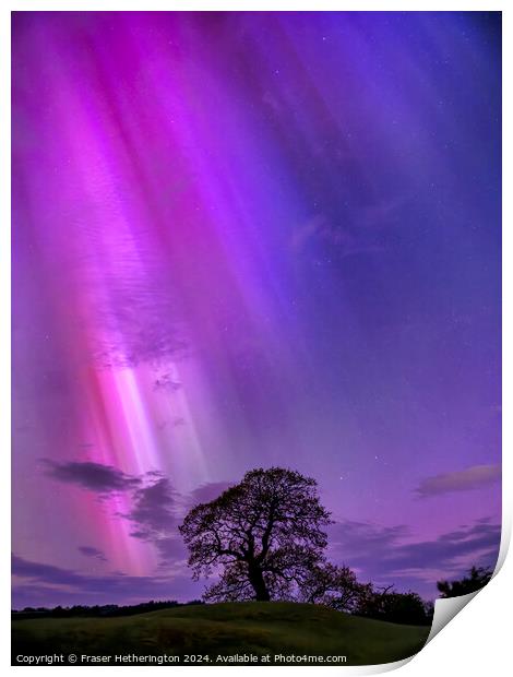 The Aurora Tree Print by Fraser Hetherington