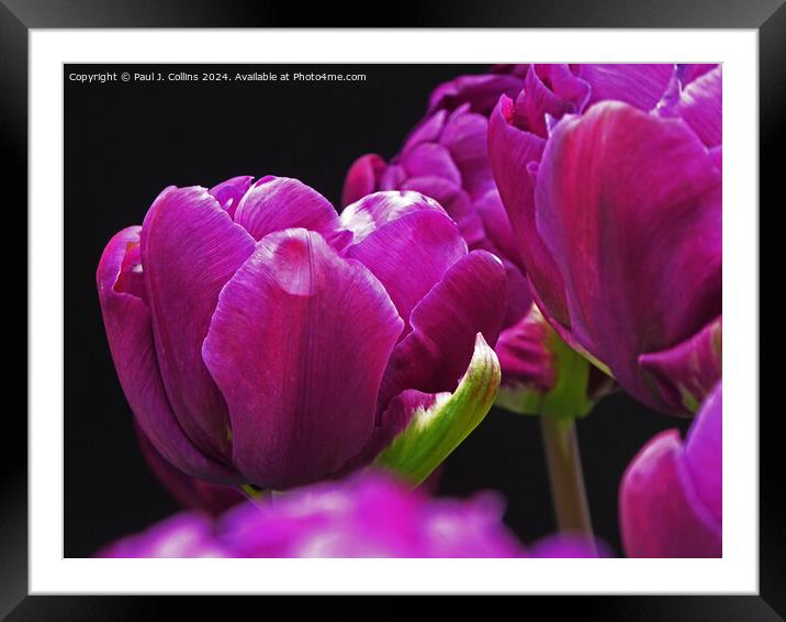 Tulip 'Double Flag' Framed Mounted Print by Paul J. Collins