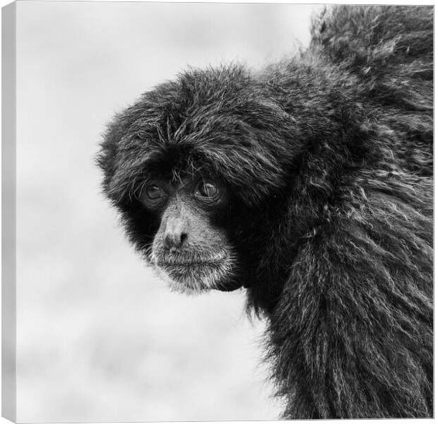Siamang monkey in black and white Canvas Print by Jason Wells