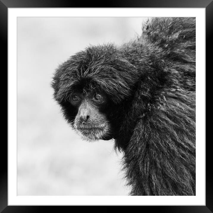 Siamang monkey in black and white Framed Mounted Print by Jason Wells