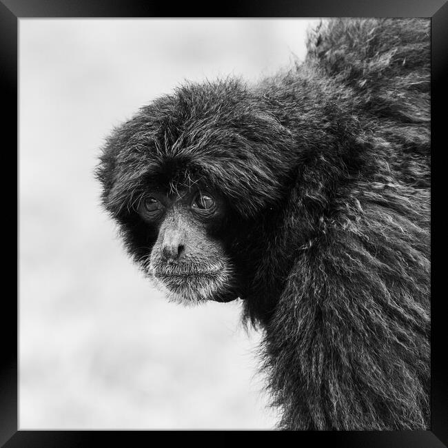 Siamang monkey in black and white Framed Print by Jason Wells