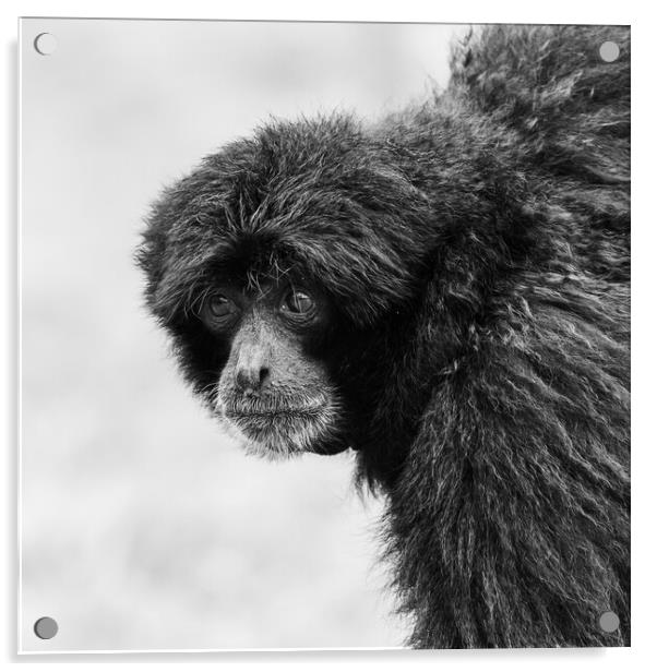 Siamang monkey in black and white Acrylic by Jason Wells