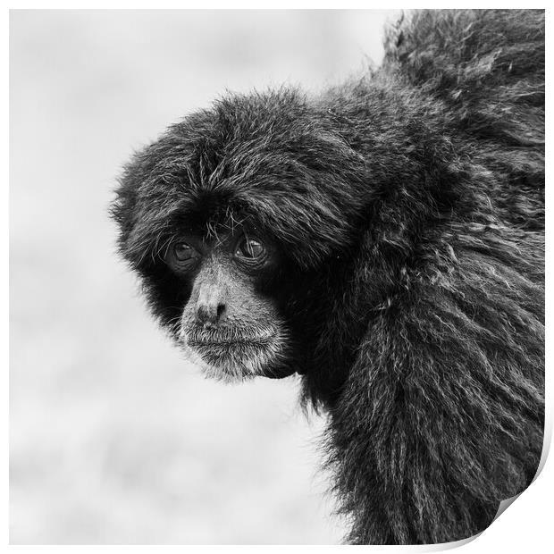 Siamang monkey in black and white Print by Jason Wells