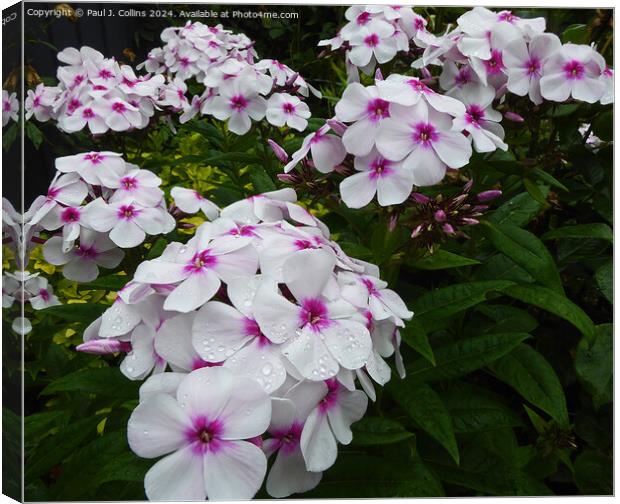 Phlox 'Famous White  with Eye' Canvas Print by Paul J. Collins