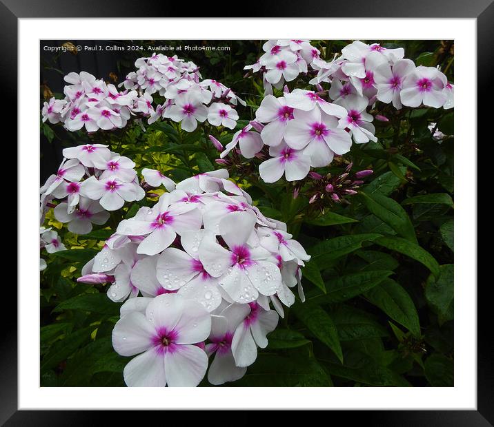Phlox 'Famous White  with Eye' Framed Mounted Print by Paul J. Collins