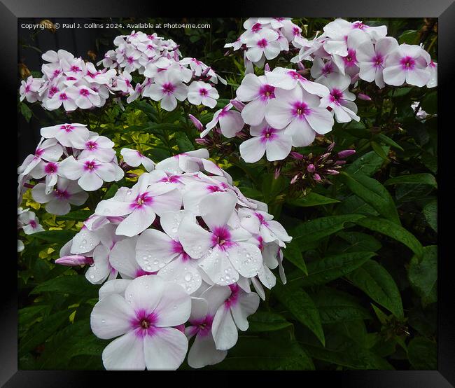 Phlox 'Famous White  with Eye' Framed Print by Paul J. Collins