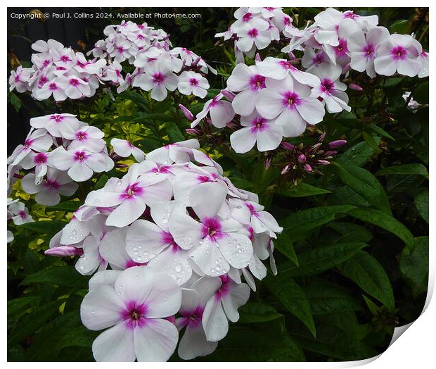 Phlox 'Famous White  with Eye' Print by Paul J. Collins