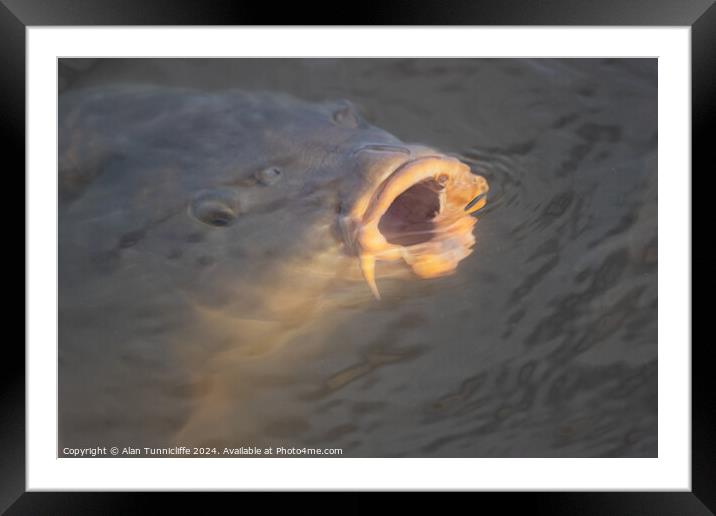 large carp Framed Mounted Print by Alan Tunnicliffe
