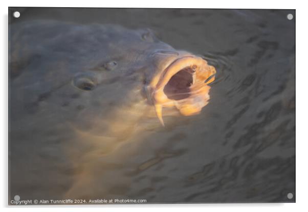 large carp Acrylic by Alan Tunnicliffe