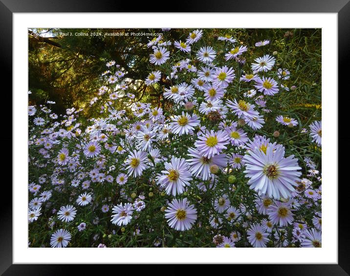 Symphyotrichum  Framed Mounted Print by Paul J. Collins