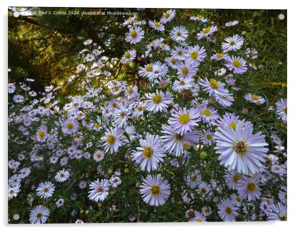 Symphyotrichum  Acrylic by Paul J. Collins