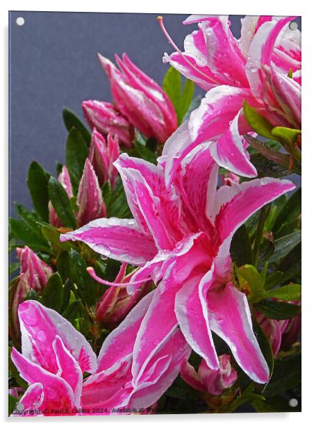 Azalea japonica 'Pink Spider' Acrylic by Paul J. Collins