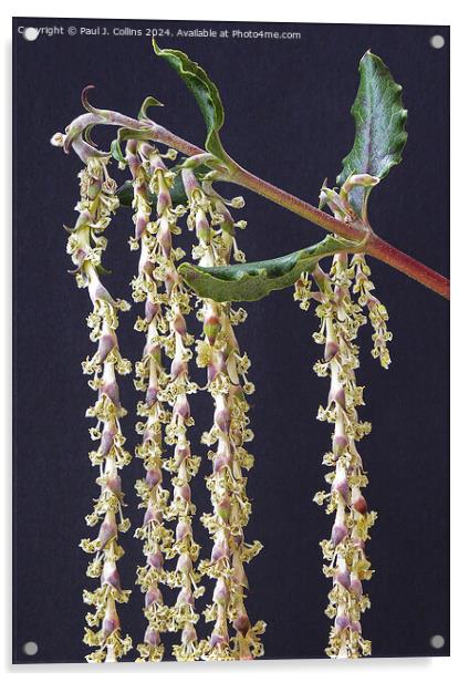 Silk Tassels of Garrya Eliptica Acrylic by Paul J. Collins