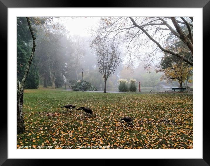 Peacocks in a foggy park Framed Mounted Print by Robert Galvin-Oliphant