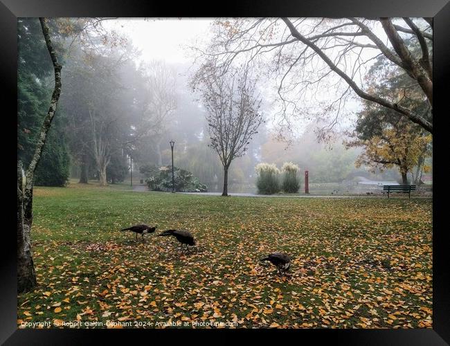 Peacocks in a foggy park Framed Print by Robert Galvin-Oliphant