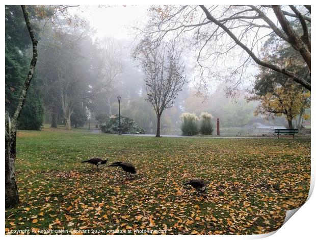 Peacocks in a foggy park Print by Robert Galvin-Oliphant