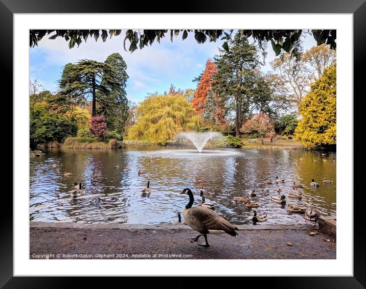 Canada goose and ducks  Framed Mounted Print by Robert Galvin-Oliphant