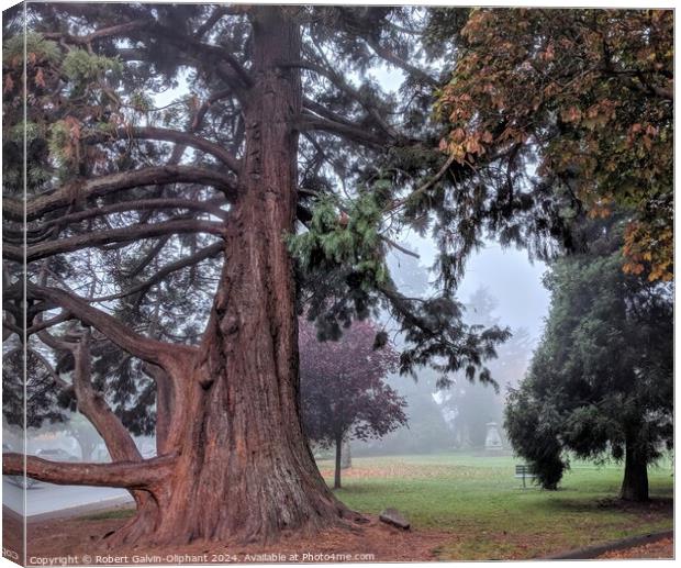 Old sequoia tree in foggy park Canvas Print by Robert Galvin-Oliphant