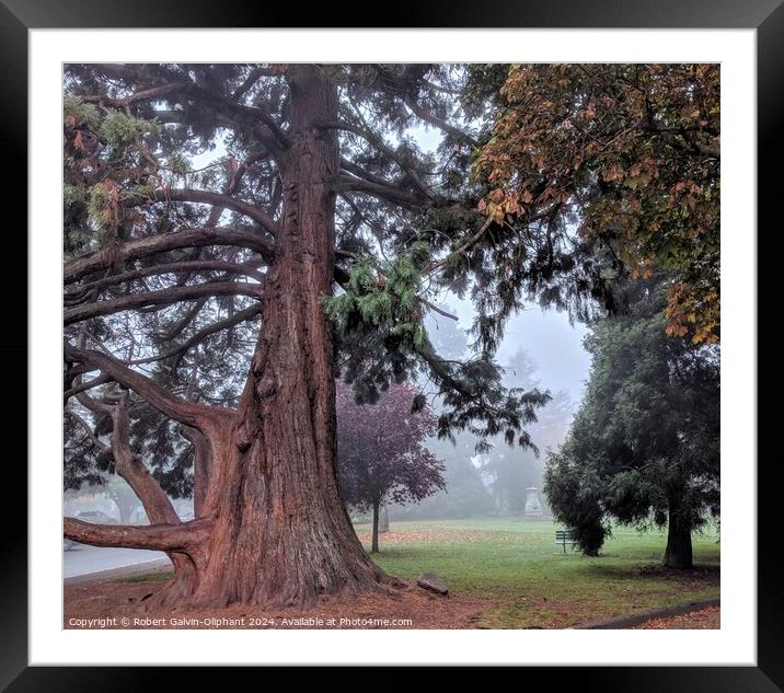 Old sequoia tree in foggy park Framed Mounted Print by Robert Galvin-Oliphant