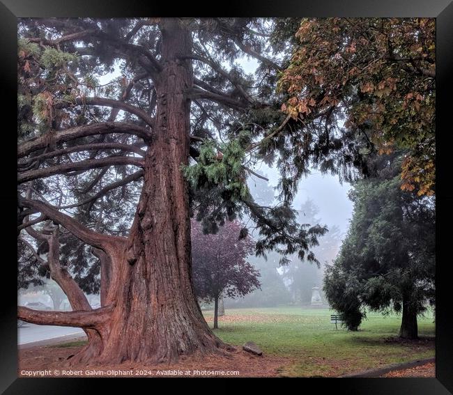 Old sequoia tree in foggy park Framed Print by Robert Galvin-Oliphant