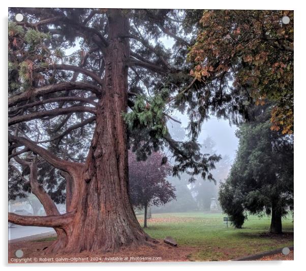 Old sequoia tree in foggy park Acrylic by Robert Galvin-Oliphant