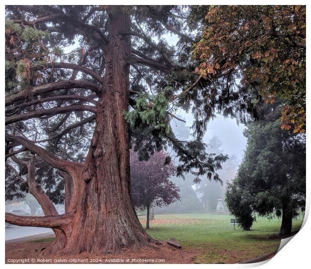 Old sequoia tree in foggy park Print by Robert Galvin-Oliphant
