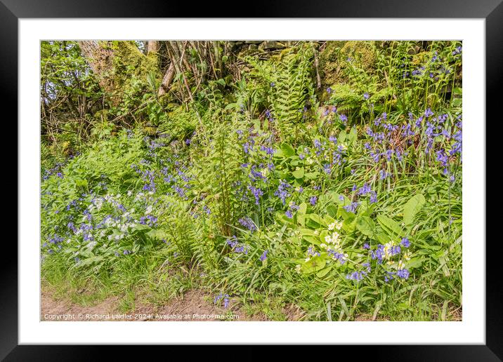 Spring Wild Flowers Framed Mounted Print by Richard Laidler
