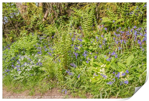 Spring Wild Flowers Print by Richard Laidler