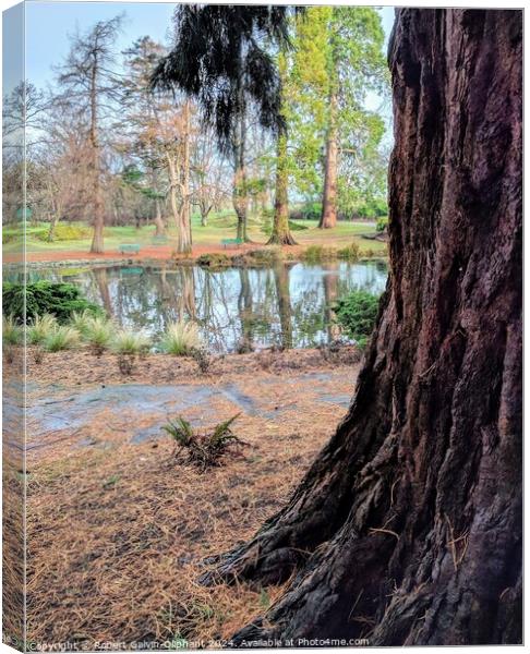Close-up of a sequoia tree by a park lake  Canvas Print by Robert Galvin-Oliphant