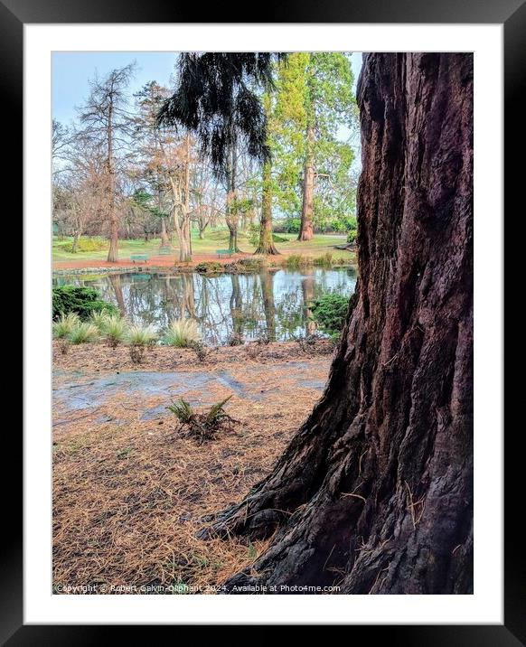 Close-up of a sequoia tree by a park lake  Framed Mounted Print by Robert Galvin-Oliphant
