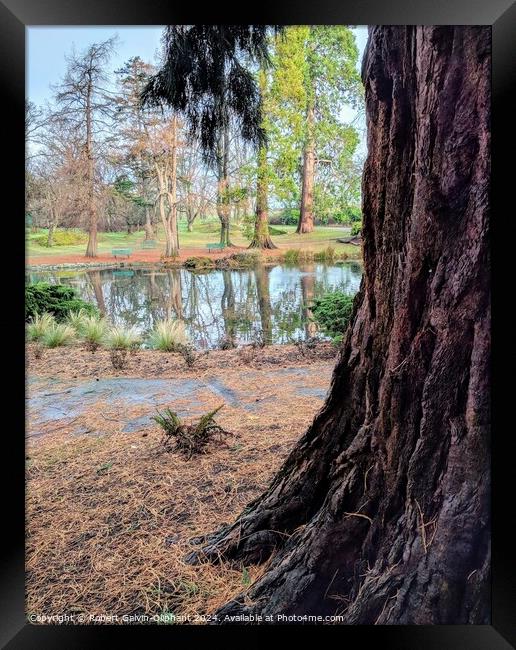 Close-up of a sequoia tree by a park lake  Framed Print by Robert Galvin-Oliphant