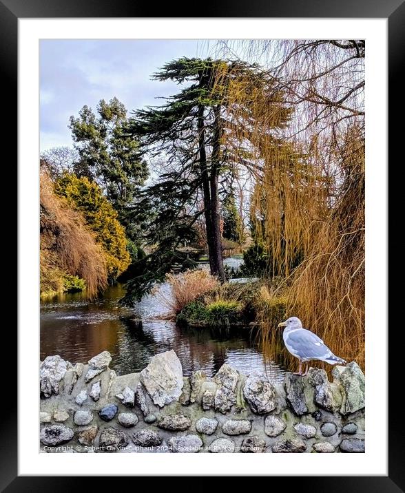 A seagull on a park old stone bridge  Framed Mounted Print by Robert Galvin-Oliphant