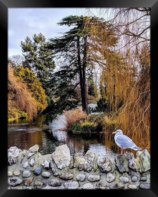 A seagull on a park old stone bridge  Framed Print by Robert Galvin-Oliphant