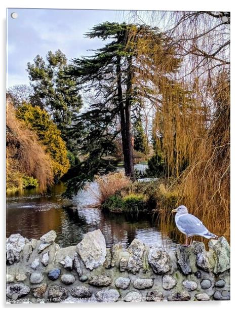 A seagull on a park old stone bridge  Acrylic by Robert Galvin-Oliphant
