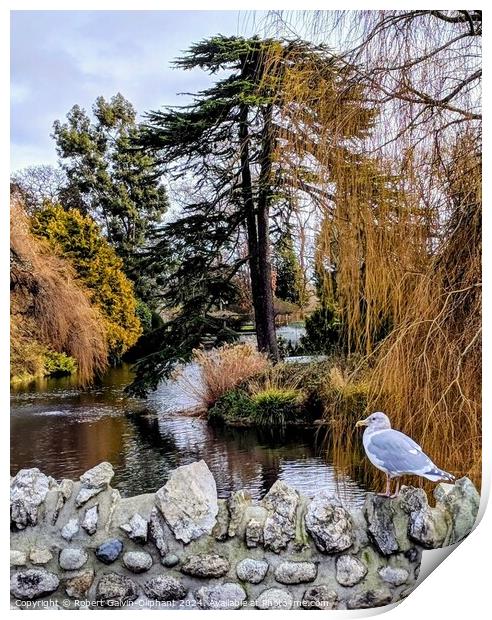 A seagull on a park old stone bridge  Print by Robert Galvin-Oliphant