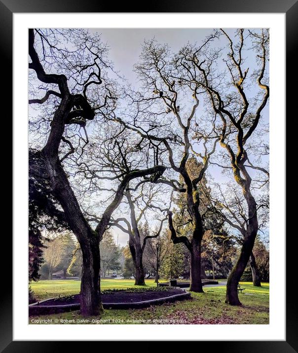 Barren trees in park Framed Mounted Print by Robert Galvin-Oliphant