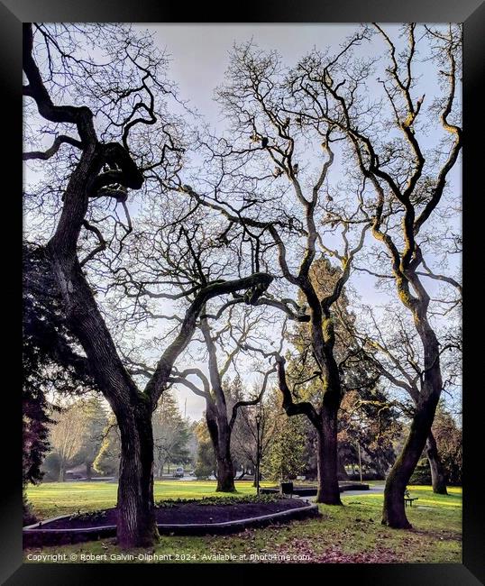 Barren trees in park Framed Print by Robert Galvin-Oliphant