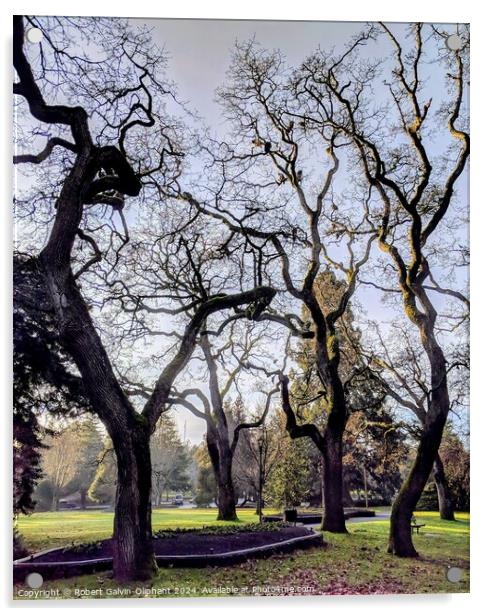 Barren trees in park Acrylic by Robert Galvin-Oliphant