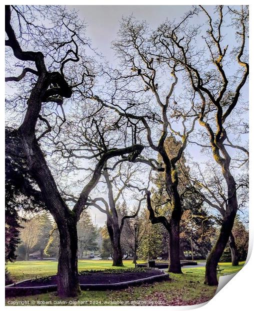 Barren trees in park Print by Robert Galvin-Oliphant
