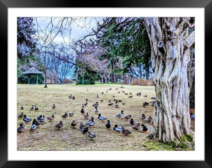 Ducks congregate by an old tree Framed Mounted Print by Robert Galvin-Oliphant