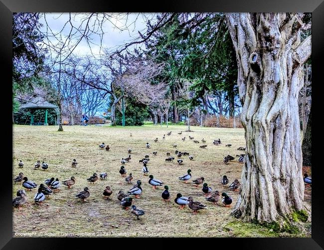 Ducks congregate by an old tree Framed Print by Robert Galvin-Oliphant