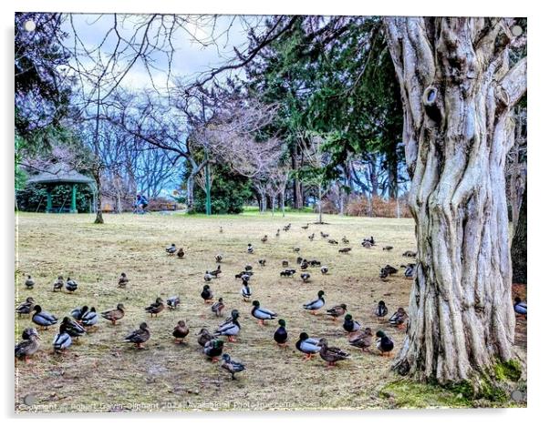 Ducks congregate by an old tree Acrylic by Robert Galvin-Oliphant