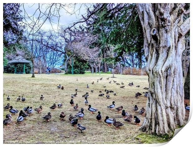 Ducks congregate by an old tree Print by Robert Galvin-Oliphant