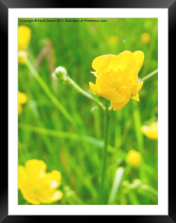 Buttercups Framed Mounted Print by Kevin Dobie